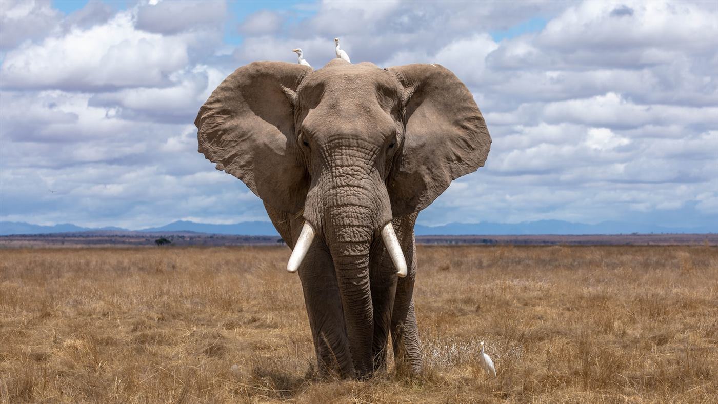 African wildlife safari